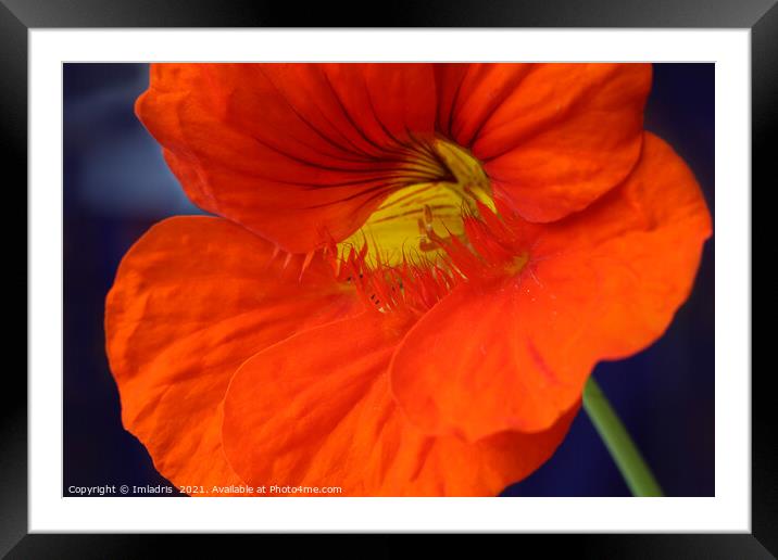 Bright Orange Nasturtium Flower Macro Framed Mounted Print by Imladris 