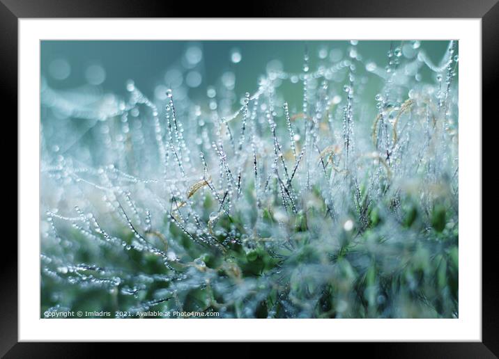 Abstract Dew Drops on Ornamental Grass Framed Mounted Print by Imladris 