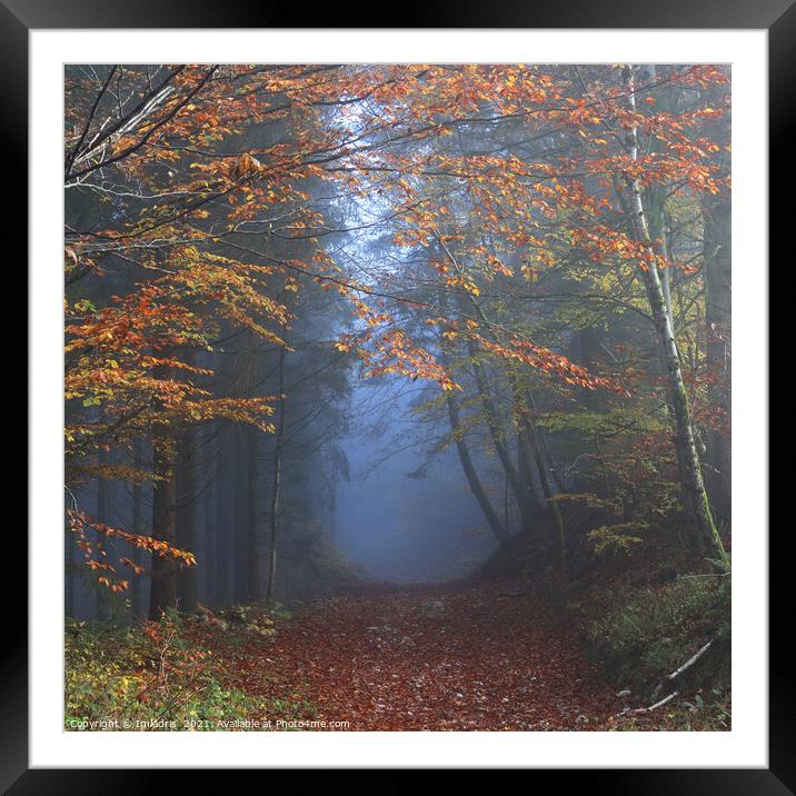 Vosges Mountains Forest Walk, Autumn in France Framed Mounted Print by Imladris 
