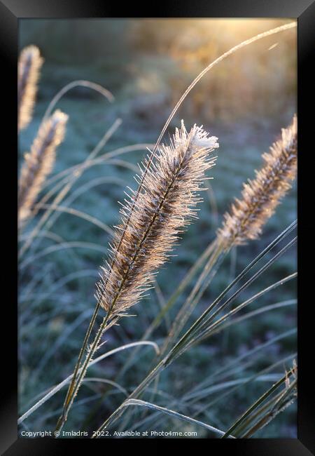 Abstract Frosty Grass Flowers at Dawn Framed Print by Imladris 