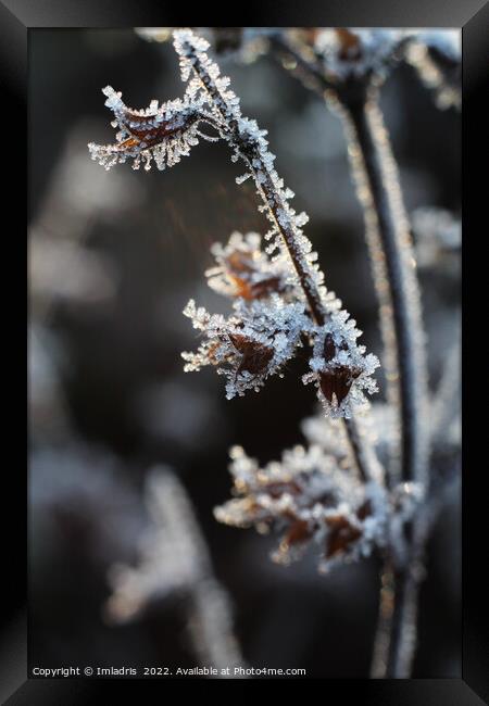Abstract Icy Flower heads Melissa officinalis Framed Print by Imladris 