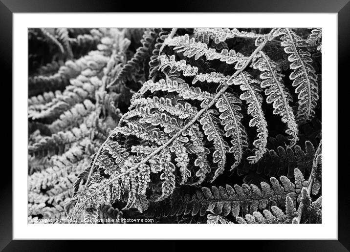 Bracken Fern Leaves in Winter Framed Mounted Print by Imladris 