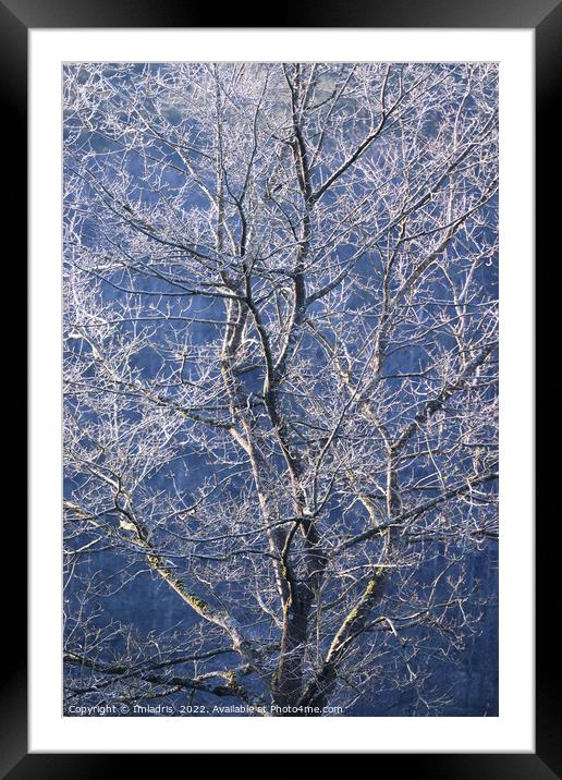 Beautiful Frost Covered Tree Framed Mounted Print by Imladris 