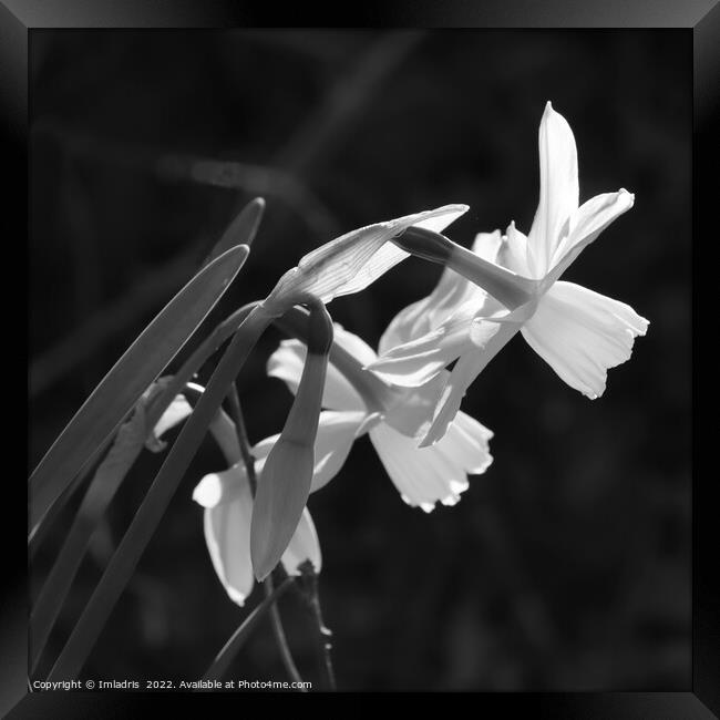White Narcissus Bloom Monochrome Framed Print by Imladris 