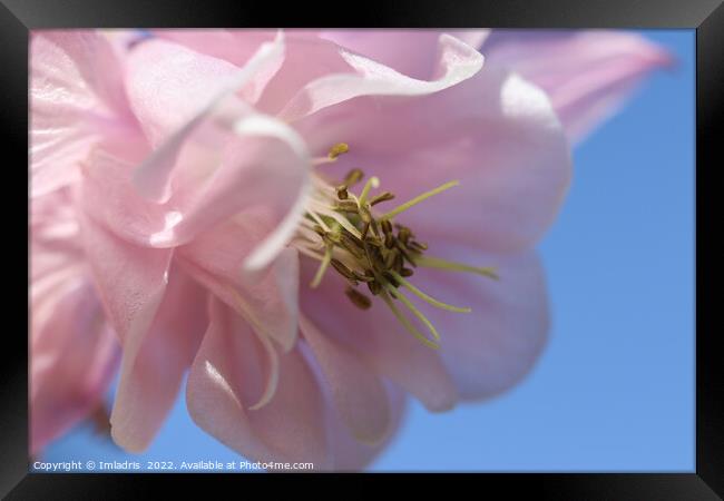 Pale Pink Aquilegia Flower Framed Print by Imladris 