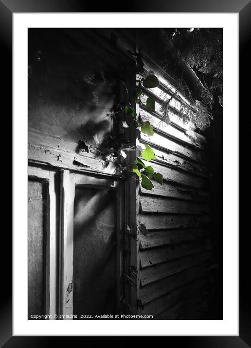 Green Ivy in the Lost Garden Framed Mounted Print by Imladris 