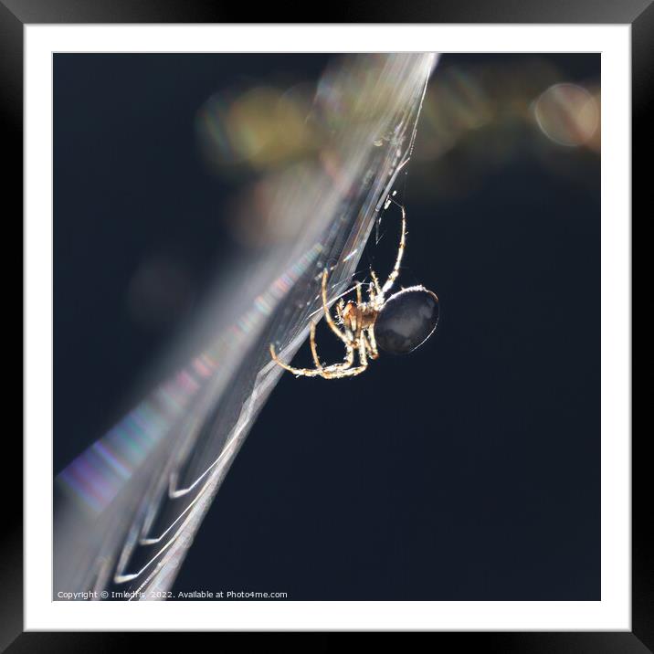Backlit Garden Spider, in profile Framed Mounted Print by Imladris 
