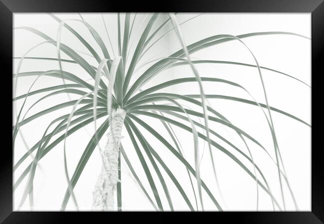 Ponytail palm foliage on white Framed Print by Imladris 