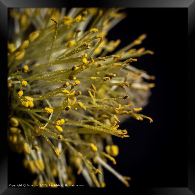 Goat Willow, Abstract Catkin Macro Framed Print by Imladris 