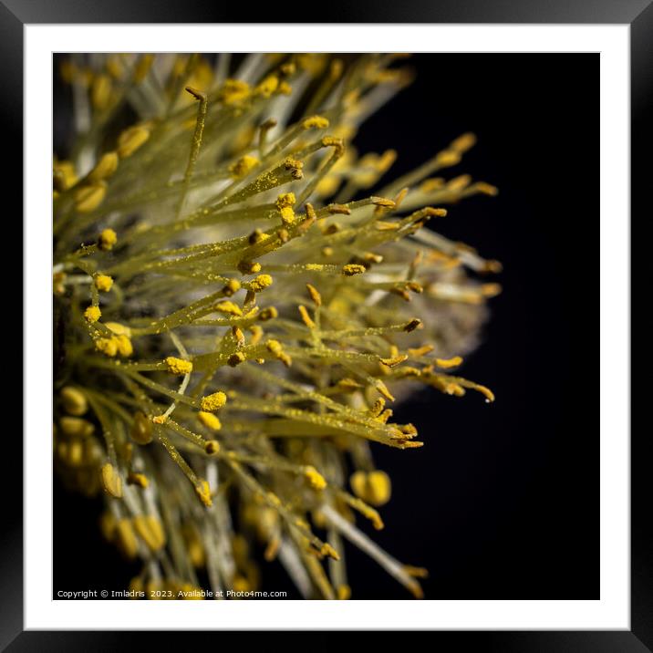 Goat Willow, Abstract Catkin Macro Framed Mounted Print by Imladris 