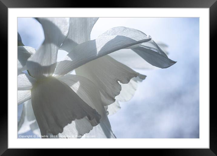 Abstract White Narcissus Flowers Framed Mounted Print by Imladris 