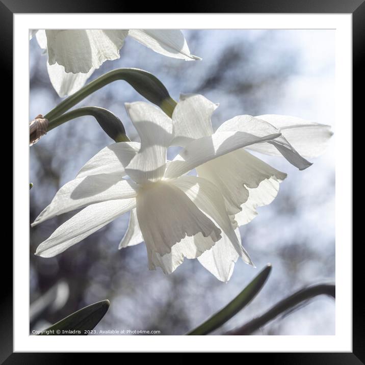 Beautiful Pure White Daffodils Framed Mounted Print by Imladris 