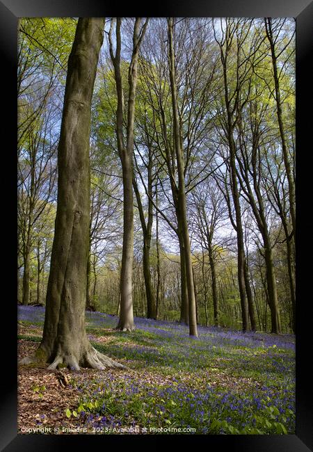 Neigembos Spring Forest View, Belgium Framed Print by Imladris 