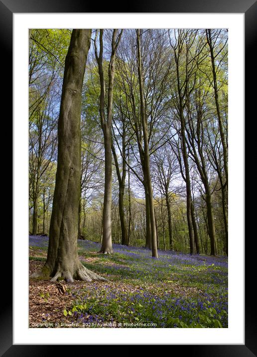 Neigembos Spring Forest View, Belgium Framed Mounted Print by Imladris 