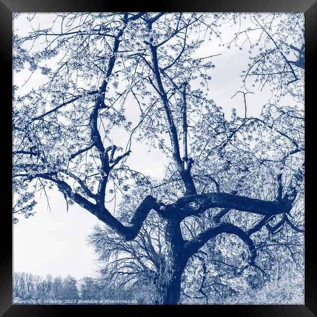 Cherry Blossom Tree, Delfts Blue Framed Print by Imladris 