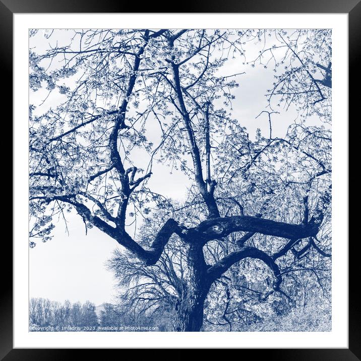 Cherry Blossom Tree, Delfts Blue Framed Mounted Print by Imladris 