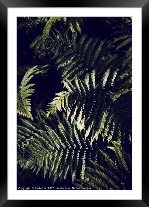 Dark Green Fern Leaves Botanic Framed Mounted Print by Imladris 