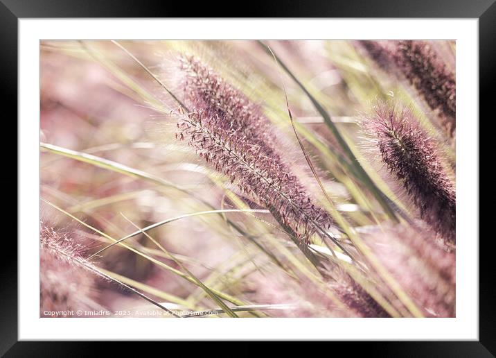 Soft Pink Pennisetum Blooms Framed Mounted Print by Imladris 