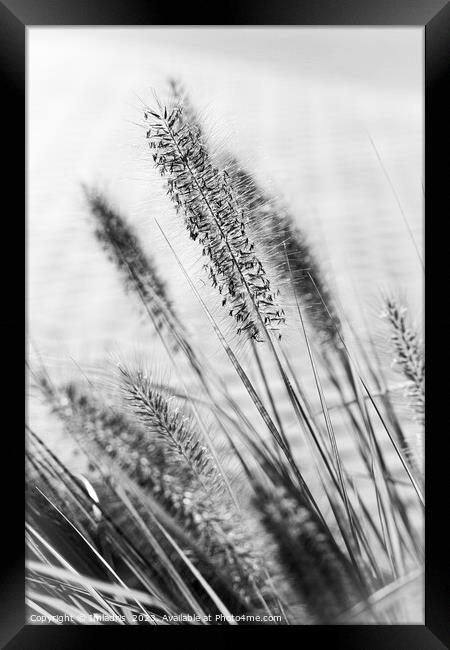 Delicate Ornamental Grass in Monochrome Framed Print by Imladris 