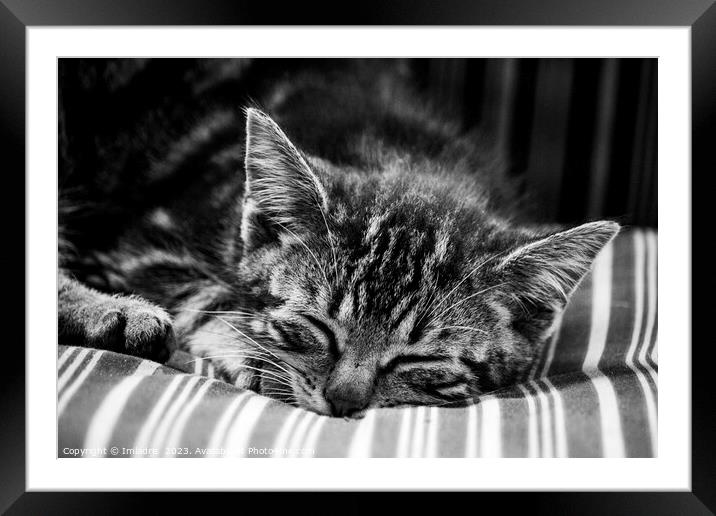 Cute Stripy Kitten Sleeping Monochrome Framed Mounted Print by Imladris 