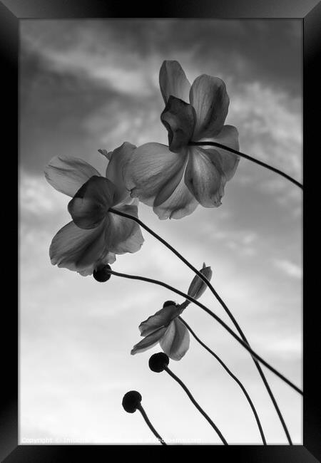 Japanese Anemone, Monochrome study Framed Print by Imladris 