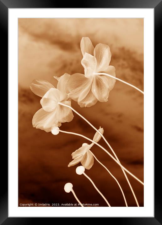 Japanese Anemone Earth Tones Framed Mounted Print by Imladris 