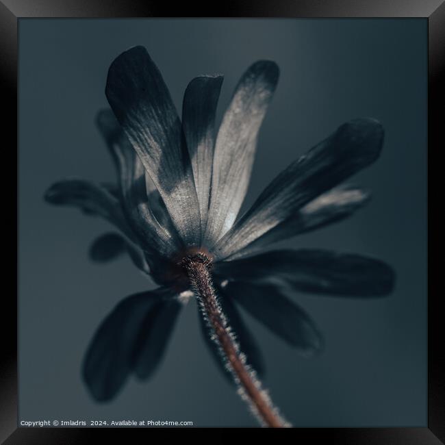 The Deliciously Dark Flower Framed Print by Imladris 