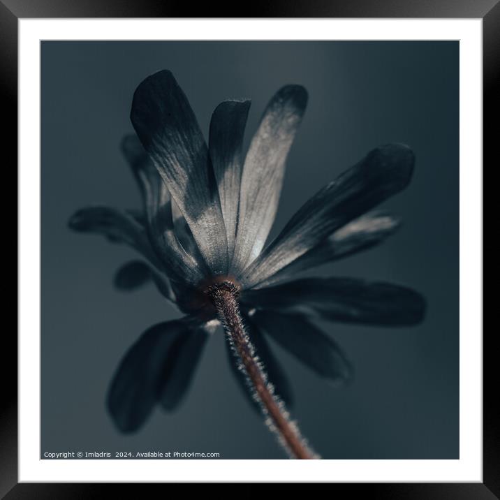 The Deliciously Dark Flower Framed Mounted Print by Imladris 