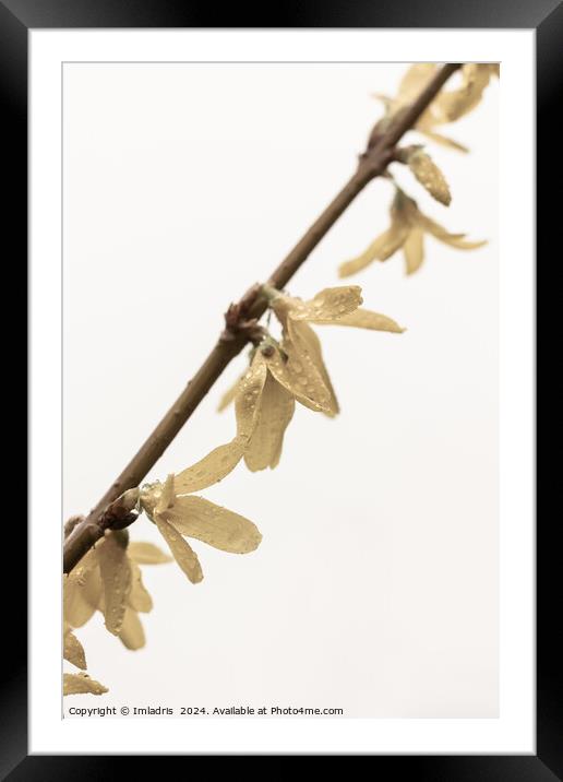 Spring Showers on Forsythia Flowers Framed Mounted Print by Imladris 