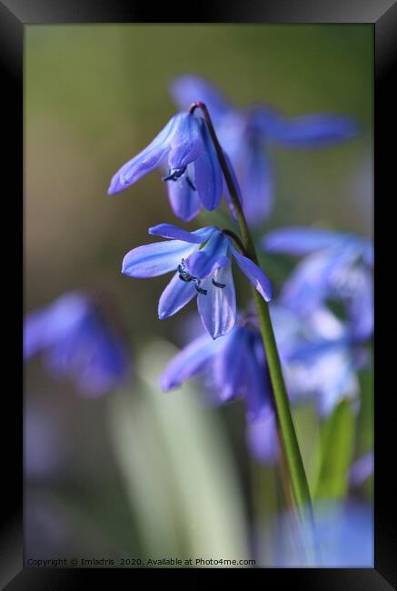 Blue Scilla siberica (Wood Squill) flowers Framed Print by Imladris 