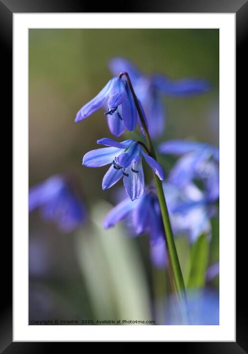 Blue Scilla siberica (Wood Squill) flowers Framed Mounted Print by Imladris 
