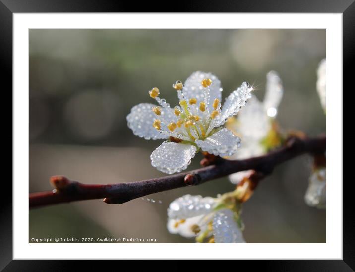 Dewy Blackthorn blossom in spring Framed Mounted Print by Imladris 