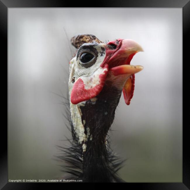 Colorful Helmeted Guinea Fowl Portrait  Framed Print by Imladris 