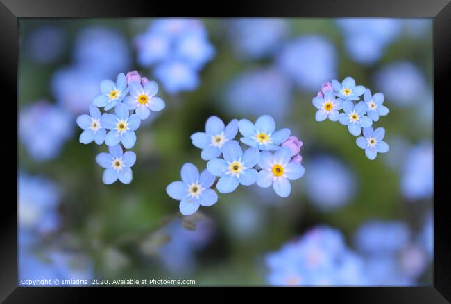 Dainty Blue Forget me Not Flowers Framed Print by Imladris 