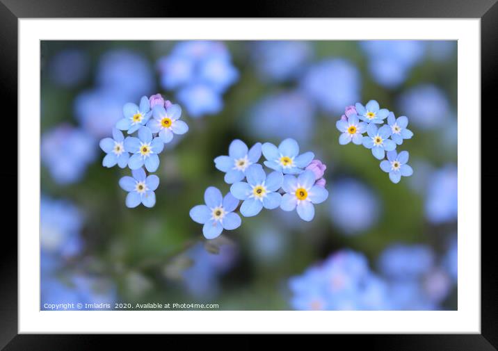 Dainty Blue Forget me Not Flowers Framed Mounted Print by Imladris 