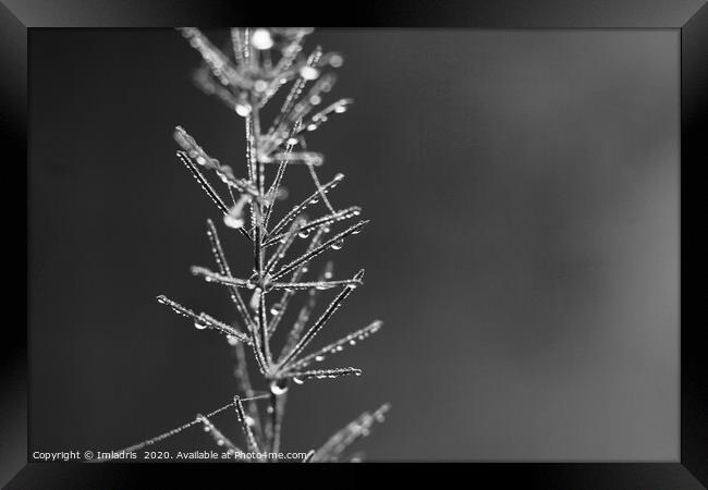 Droplets of Dew, Asparagus Fern monochrome Framed Print by Imladris 