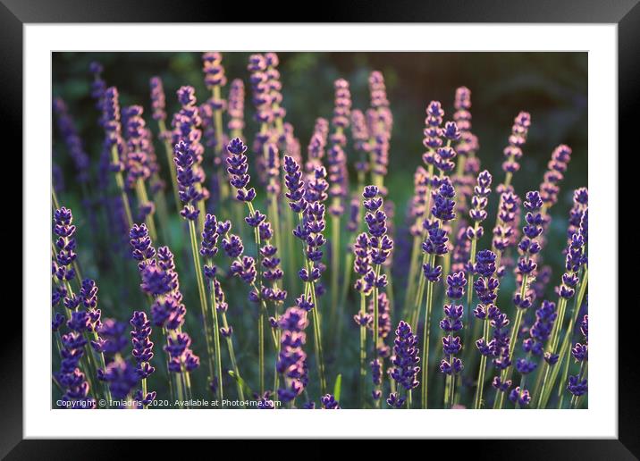 Beautiful backlit lavender flowers Framed Mounted Print by Imladris 