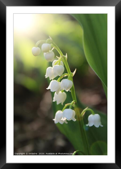 Sunlit White Lily of the Valley Flowers Framed Mounted Print by Imladris 