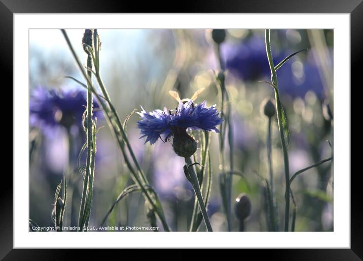 Cornflowers Summer Evening Meadow Framed Mounted Print by Imladris 