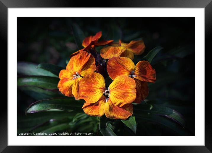 Bright Orange Wallflower Blooms Framed Mounted Print by Imladris 