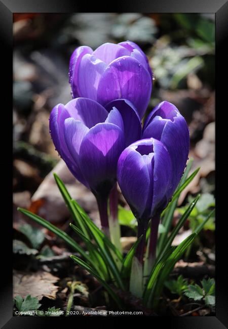 Sunlit Purple Crocus Flowers Framed Print by Imladris 