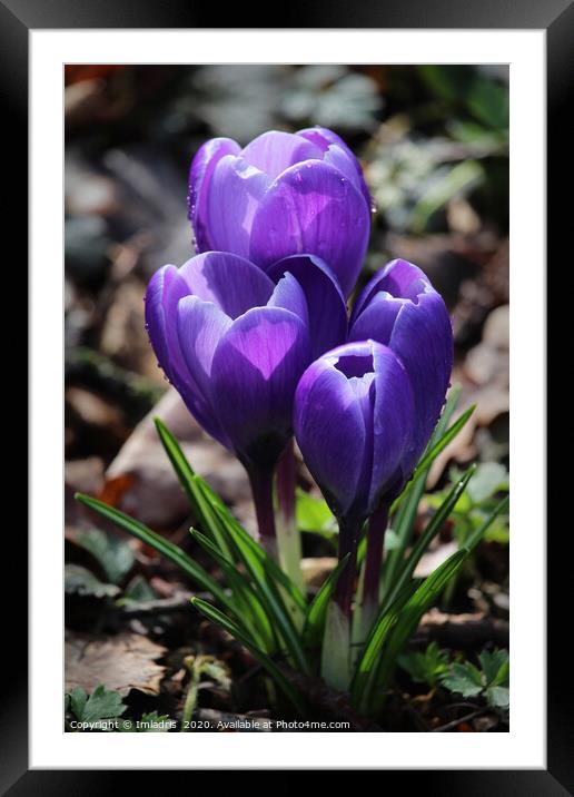 Sunlit Purple Crocus Flowers Framed Mounted Print by Imladris 