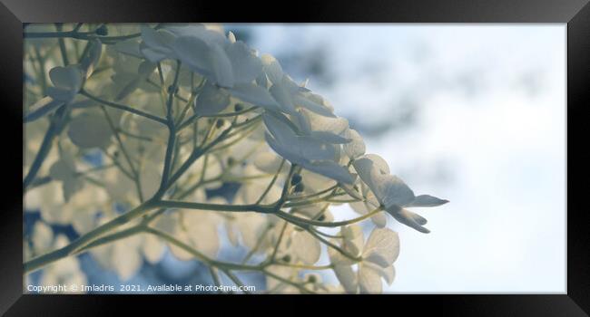 Delicate White Hydrangea 'Annabelle' Flowers Framed Print by Imladris 