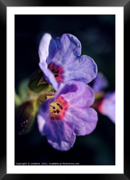 Pulmonaria, Lungwort flowers, in Spring  Framed Mounted Print by Imladris 