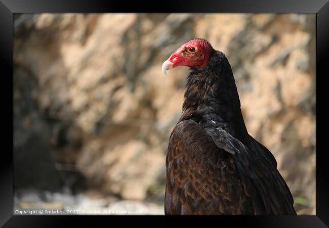 Turkey vulture, Cathartes aura in profiel Framed Print by Imladris 