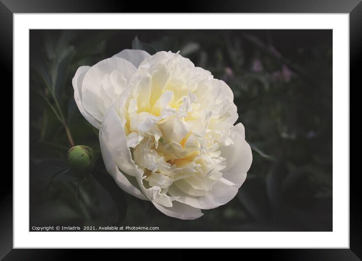 Vintage White Peony Flower  Framed Mounted Print by Imladris 