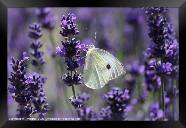 Cabbage White Butterfly Amongst Lavender Framed Print by Imladris 