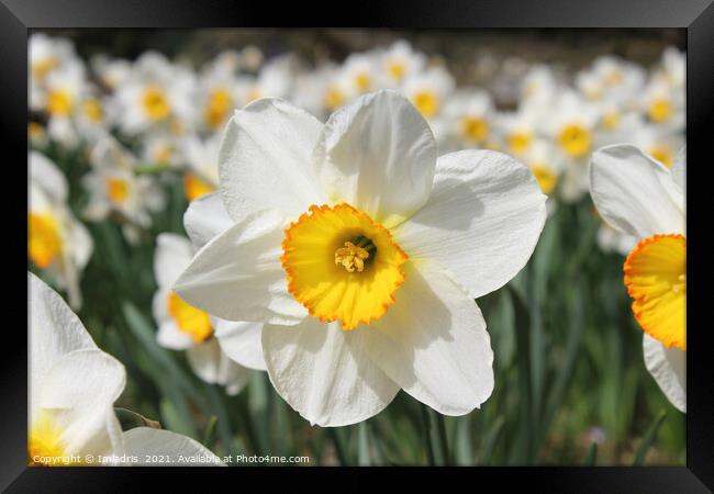 Bright White Daffodil Flower in Spring Framed Print by Imladris 