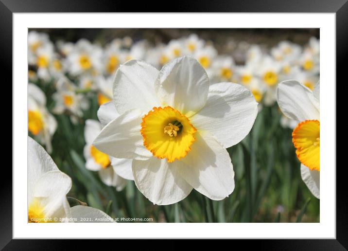 Bright White Daffodil Flower in Spring Framed Mounted Print by Imladris 