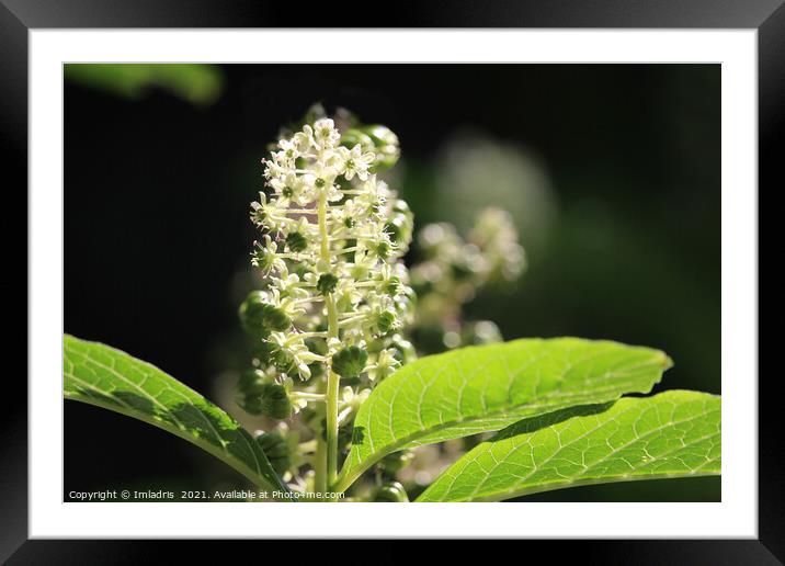 Beautiful White Phytolacca Pokeweed Flowers Framed Mounted Print by Imladris 